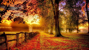 Golden Autumn Tree Line With Falling Leaves And Rustic Fence At Sunrise HD wallpaper
