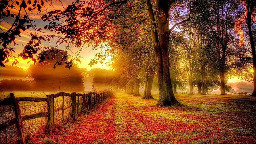 Golden Autumn Tree Line With Falling Leaves And Rustic Fence At Sunrise HD wallpaper