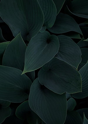 Dark Green Hosta Leaves Close Up Nature Photography HD phone wallpaper