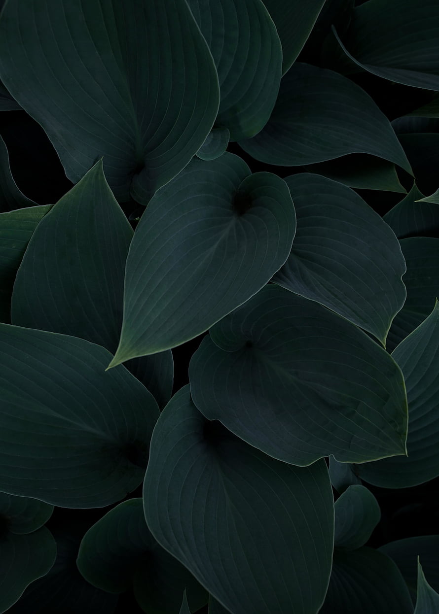 Dark Green Hosta Leaves Close Up Nature Photography HD phone wallpaper