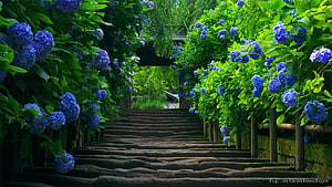 Stone Steps Lined With Blue Hydrangeas In A Lush Japanese Garden HD wallpaper