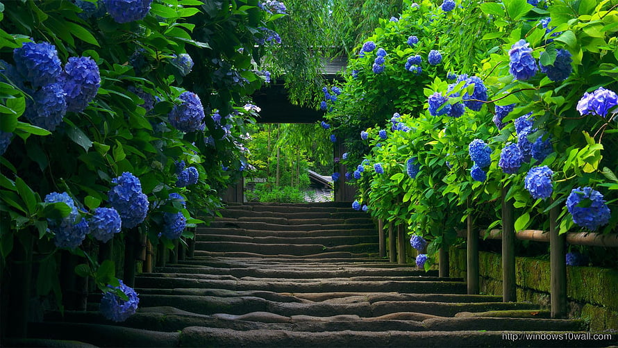 Stone Steps Lined With Blue Hydrangeas In A Lush Japanese Garden HD wallpaper