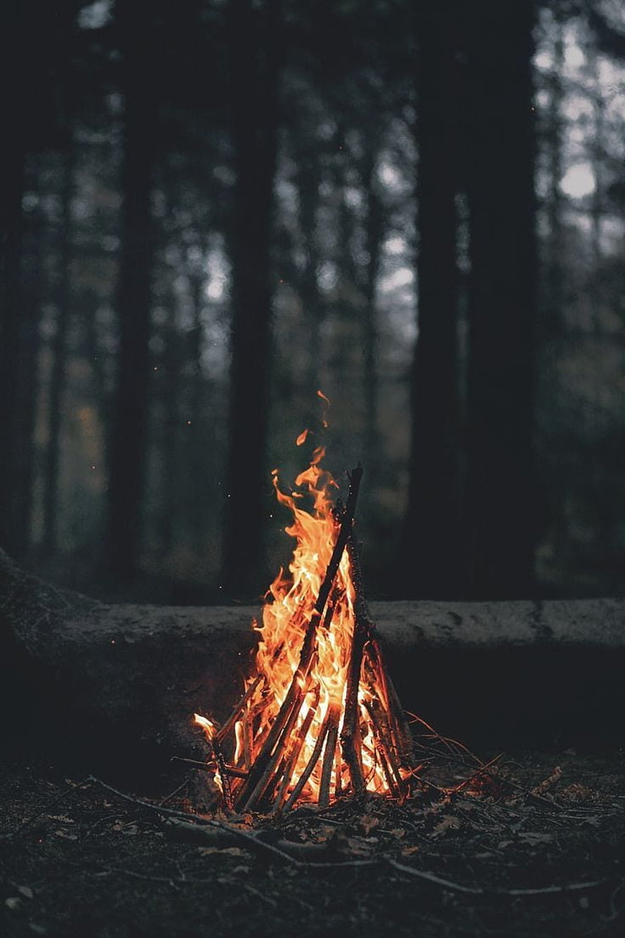 Solitary campfire burning in a dark forest clearing at dusk with tall trees in the background HD phone wallpaper