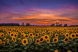 Vast Sunflower Field Under a Vibrant Sunset Sky with Dramatic Clouds HD wallpaper