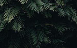 Dark Tropical Palm Fronds Against a Black Background HD wallpaper
