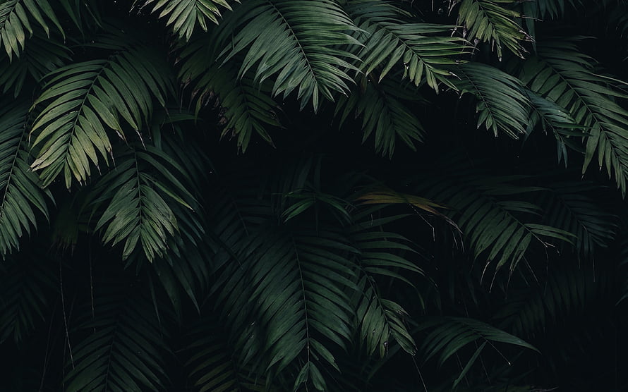 Dark Tropical Palm Fronds Against a Black Background HD wallpaper