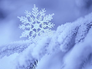 Intricate Snowflake Crystal Resting on Frosted Pine Branch in Winter Landscape HD wallpaper