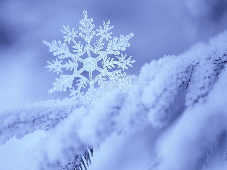 Intricate Snowflake Crystal Resting on Frosted Pine Branch in Winter Landscape HD wallpaper