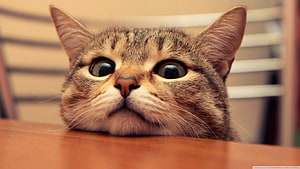 Close-up of a tabby cat with wide eyes resting its chin on a wooden table HD wallpaper