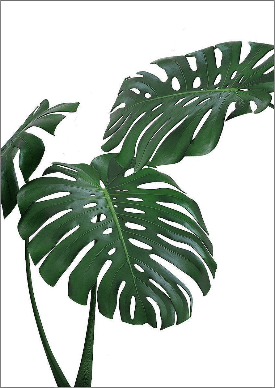 Monstera Deliciosa Leaves on White Background Minimalist Botanical Print HD phone wallpaper