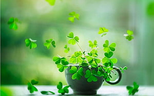 Vibrant Four Leaf Clover Sprigs in a Ceramic Cup Against a Soft Green Bokeh Background HD wallpaper