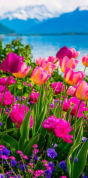 Vibrant Pink Tulips and Purple Flowers Blooming by Lake Geneva with Swiss Alps in Montreux HD phone wallpaper