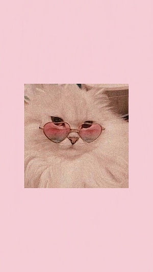 Kawaii White Fluffy Cat Wearing Heart-Shaped Pink Sunglasses on Soft Pink Background HD phone wallpaper