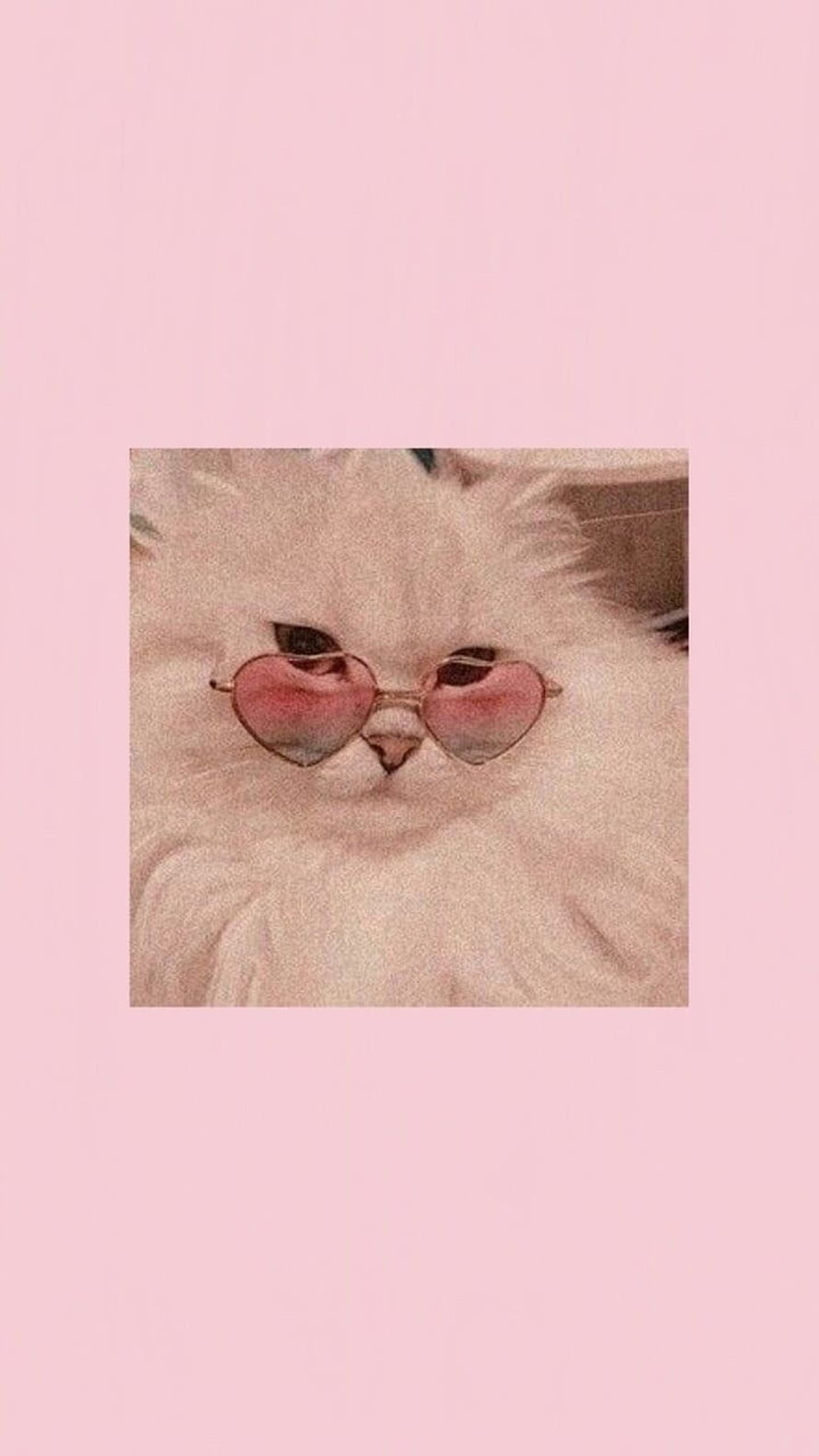Kawaii White Fluffy Cat Wearing Heart-Shaped Pink Sunglasses on Soft Pink Background HD phone wallpaper