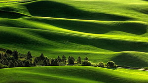 Rolling Green Hills and Pastoral Landscape with Scattered Trees HD wallpaper
