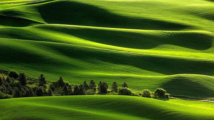 Rolling Green Hills and Pastoral Landscape with Scattered Trees HD wallpaper
