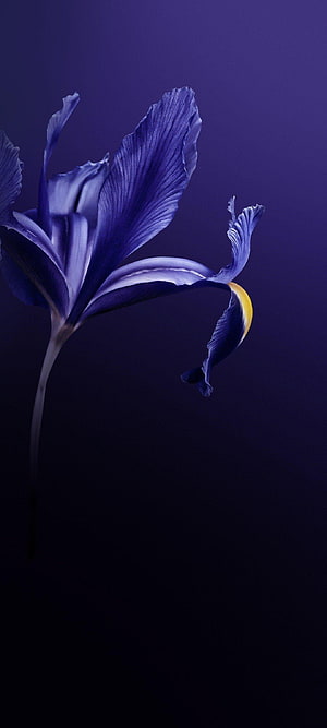 Elegant Blue Iris Flower with Yellow Accent on Dark Background HD phone wallpaper