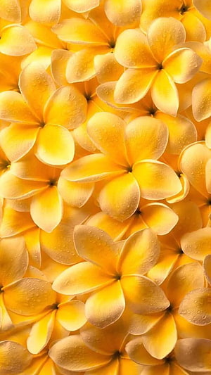 Vibrant Yellow Plumeria Flowers With Dew Drops Close Up Nature Photography HD phone wallpaper