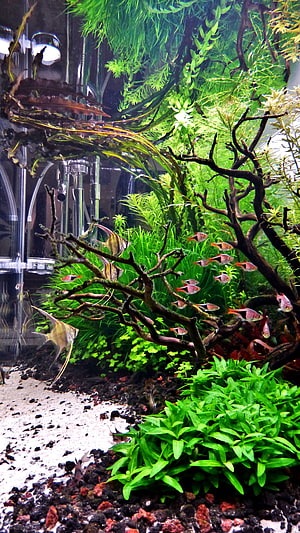 Lush Planted Aquarium Aquascape with Angelfish and Tetras HD phone wallpaper