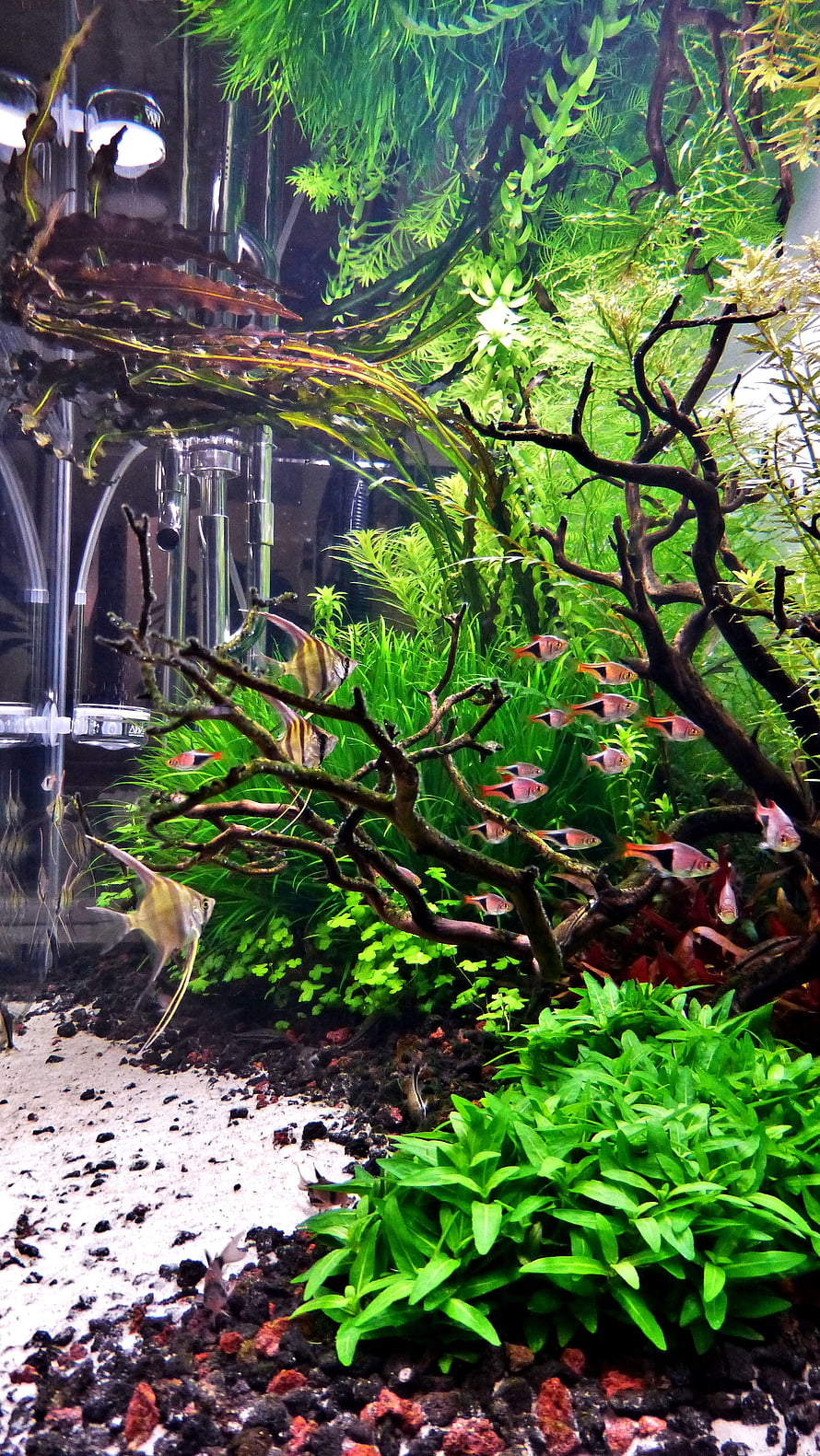 Lush Planted Aquarium Aquascape with Angelfish and Tetras HD phone wallpaper