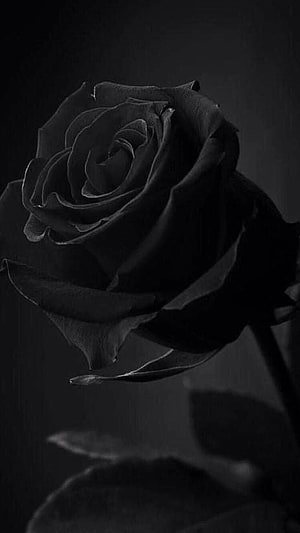 Moody Black Rose in Dramatic Low-Light Photography HD phone wallpaper