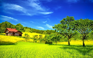 Serene Countryside Cottage in Vibrant Green Meadow Under Blue Sky HD wallpaper
