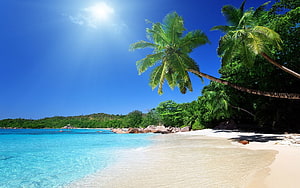Tropical Island Beach with Turquoise Water, White Sand, and Leaning Palm Trees Under a Bright Blue Sky HD wallpaper