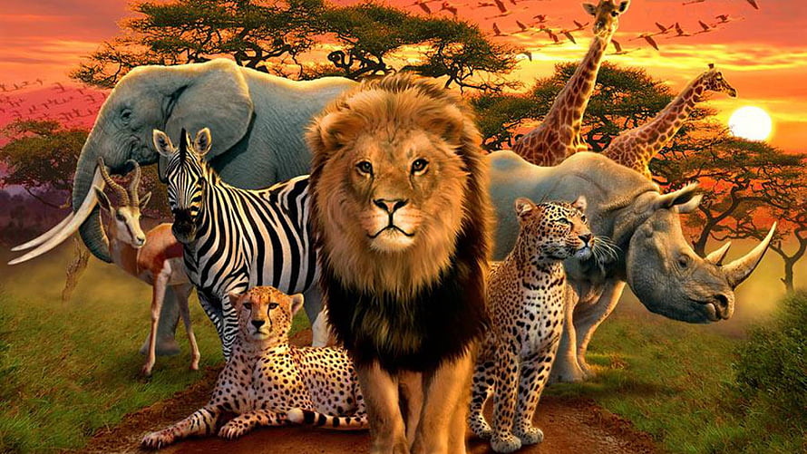 African Wildlife Safari: Lion, Elephant, Zebra, and Rhino at Sunset HD wallpaper