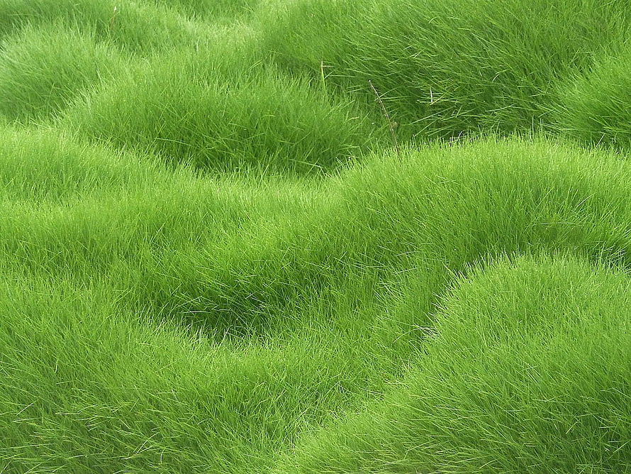 Lush Green Grass Field Texture Close-Up for Nature Backgrounds HD wallpaper