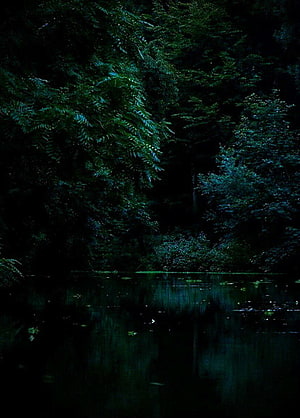 Dark Forest Aesthetic with Deep Green Canopy and Still Water Reflections HD phone wallpaper