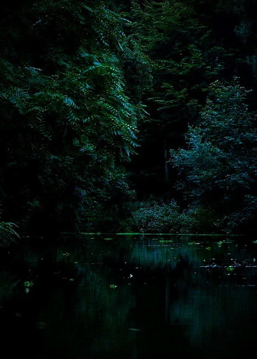 Dark Forest Aesthetic with Deep Green Canopy and Still Water Reflections HD phone wallpaper