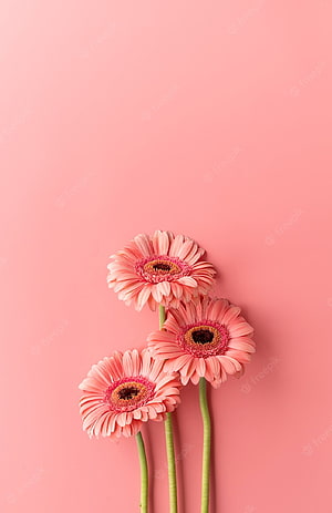 Three Pink Gerbera Daisies Arranged on a Soft Pastel Pink Background HD phone wallpaper