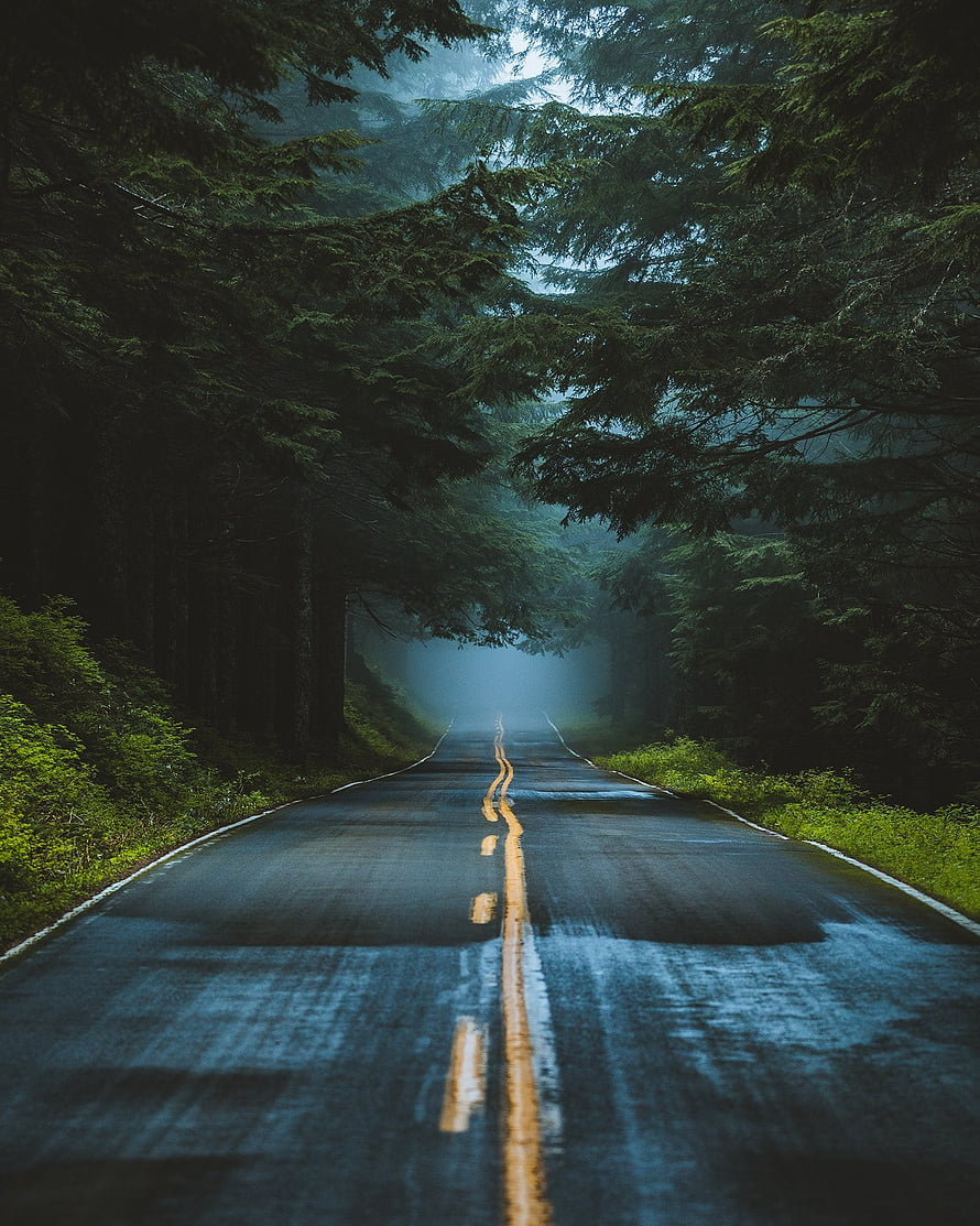 Misty Forest Road with Wet Asphalt and Tall Evergreen Trees HD phone wallpaper