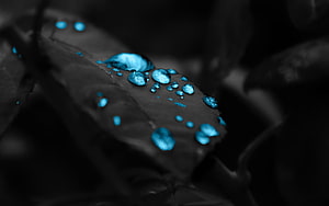 Macro Photography of Blue Water Droplets on a Dark Leaf Surface HD wallpaper