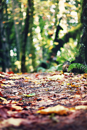 Sunlit Forest Floor Path With Fallen Leaves And Blurred Green Canopy HD phone wallpaper