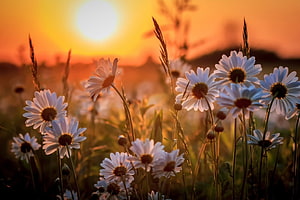 White daisies blooming in a meadow at golden hour with a warm sunset glow HD wallpaper