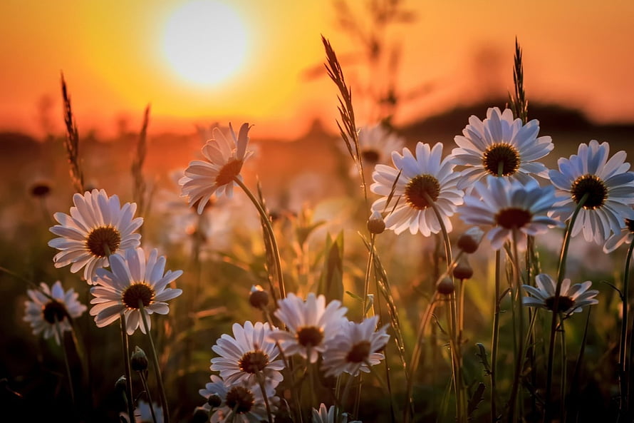 White daisies blooming in a meadow at golden hour with a warm sunset glow HD wallpaper