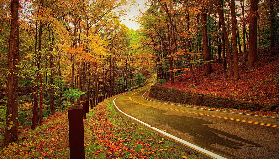 Winding Forest Road Through Vibrant Autumn Foliage and Fallen Leaves HD wallpaper