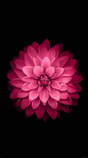 Vibrant Pink Dahlia Flower Isolated on a Deep Black Background HD phone wallpaper