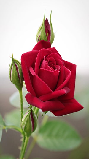 Vibrant Red Rose in Full Bloom with Green Buds and Soft Background HD phone wallpaper
