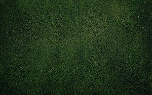 Dark Green Grass Texture Background with Natural Blade Detail and Organic Surface Pattern HD wallpaper