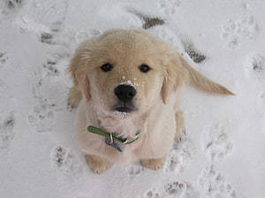 Golden Retriever puppy sitting in fresh snow with a green collar and snowflakes on its nose HD wallpaper