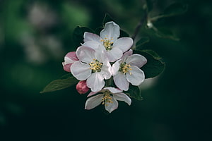 Delicate White Apple Blossoms in Full Bloom on a Branch Against a Dark Green Background HD wallpaper
