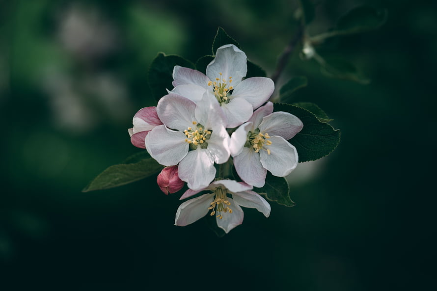 Delicate White Apple Blossoms in Full Bloom on a Branch Against a Dark Green Background HD wallpaper