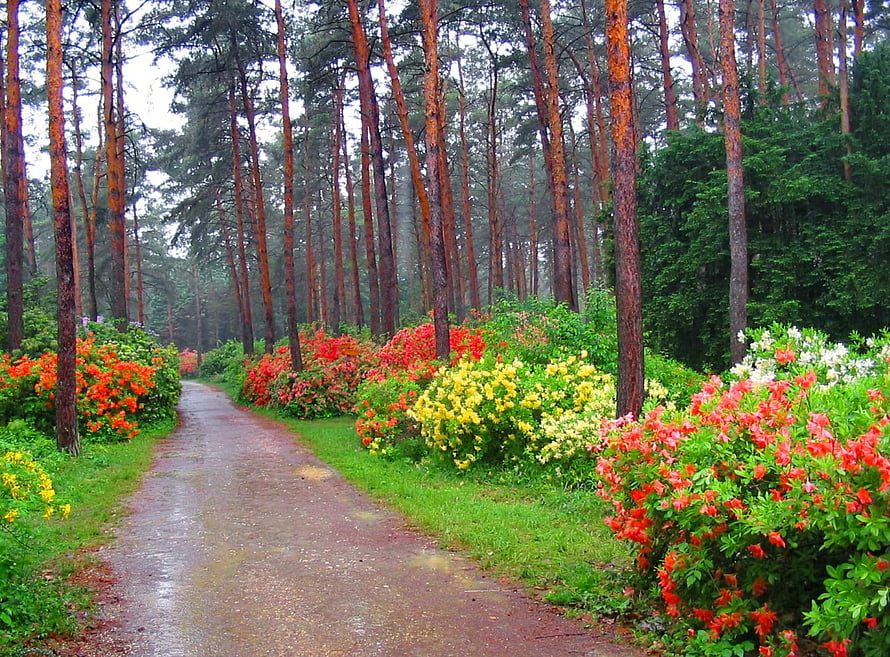 Vibrant Rhododendron Blooms Lining a Misty Pine Forest Pathway in Spring HD wallpaper