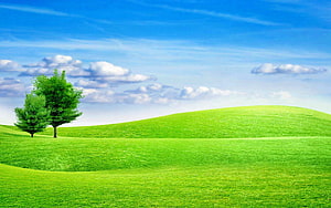Serene Green Meadow Landscape With Two Trees Under A Bright Blue Sky HD wallpaper