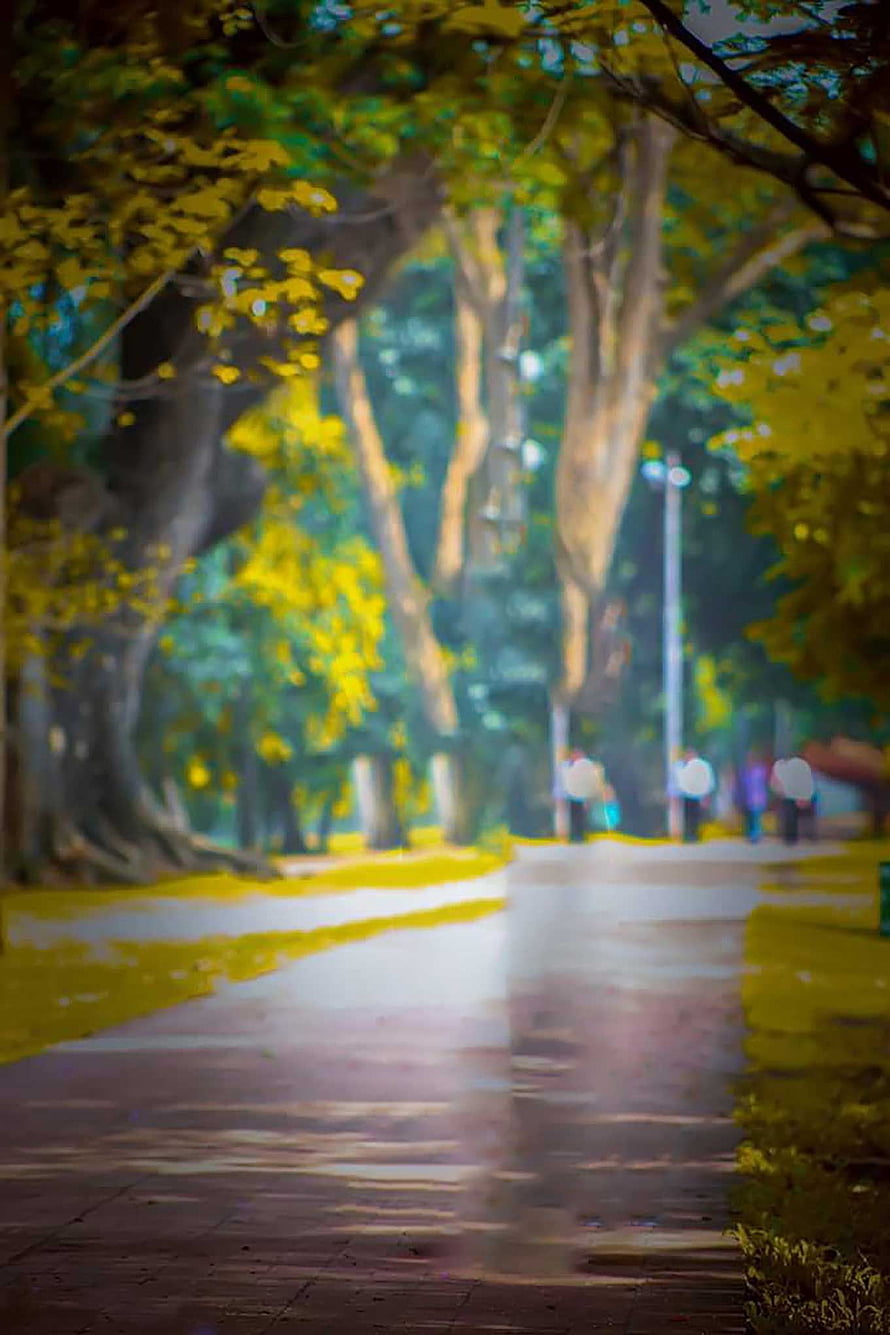 Dreamy Tree-Lined Park Pathway with Soft Bokeh and Dappled Sunlight HD phone wallpaper