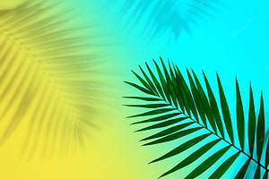 Tropical Palm Leaf Shadow on Vibrant Yellow and Blue Gradient Background HD wallpaper