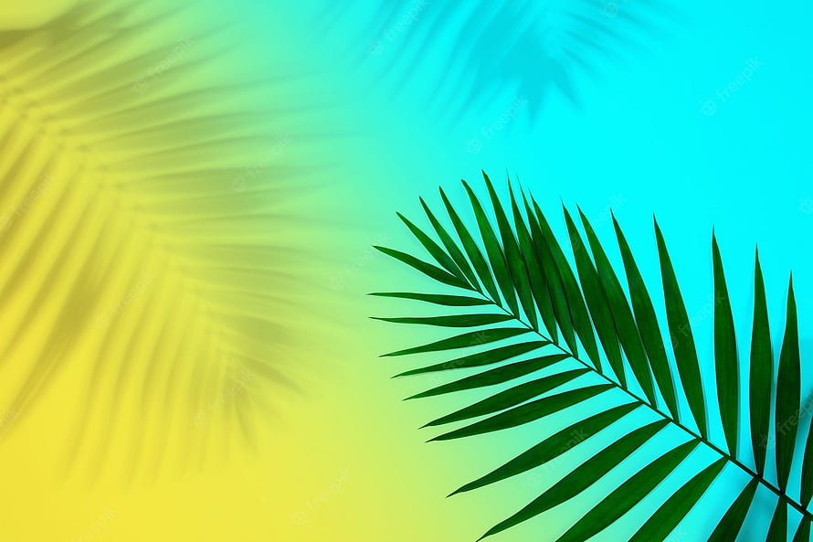Tropical Palm Leaf Shadow on Vibrant Yellow and Blue Gradient Background HD wallpaper