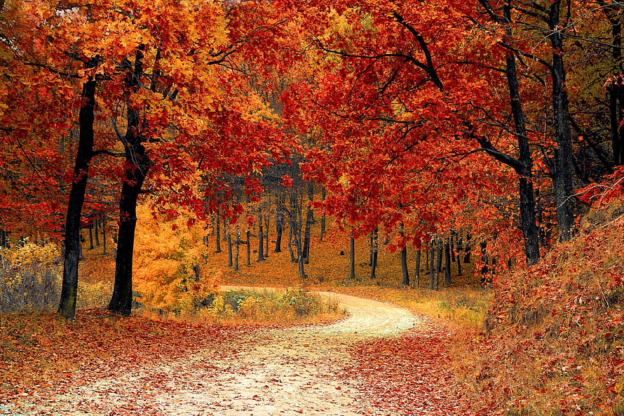 Vibrant Autumn Forest Path Lined With Fiery Red And Orange Foliage HD wallpaper